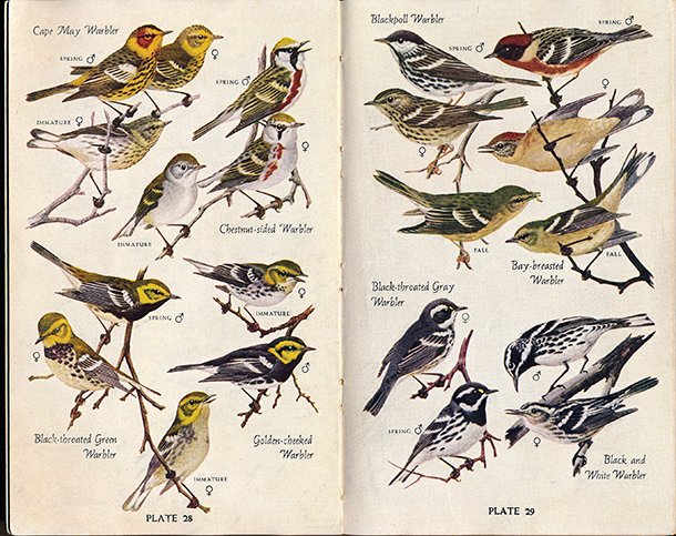 National Audubon Society Birds of North America