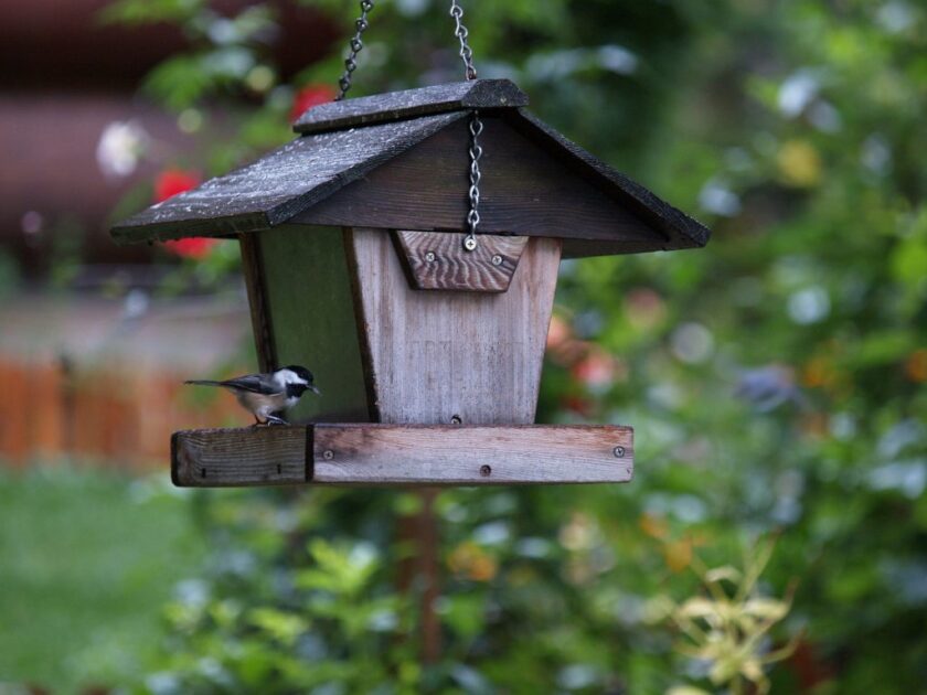bird house and feeders for backyard garden decor ideas