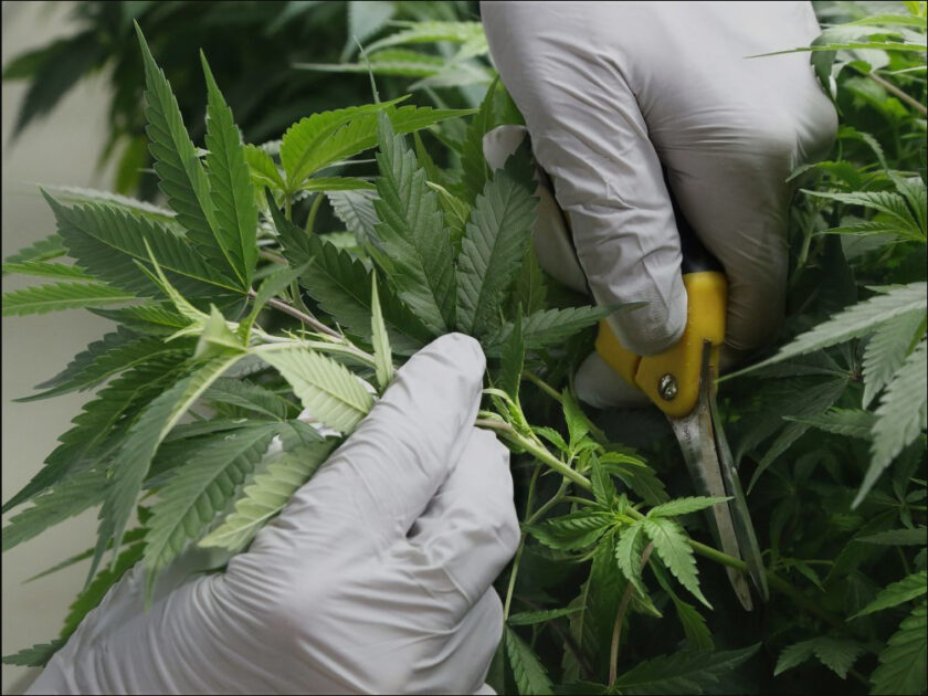 How to Grow Herbs in Pots - Best 13 Steps Beginner's Guide Harvest herbs as needed