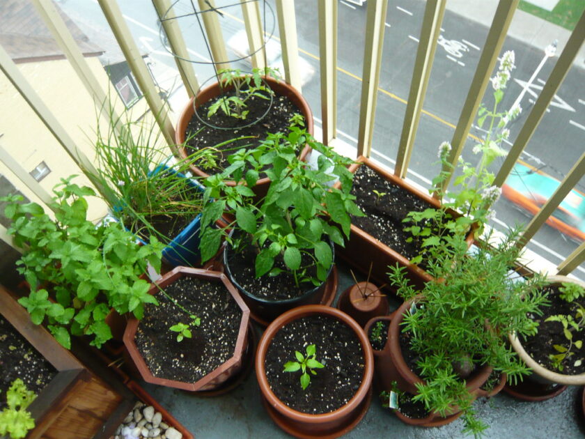 How to Grow Herbs in Pots - Best 13 Steps Beginner's Guide Herbs growing together in backyard garden