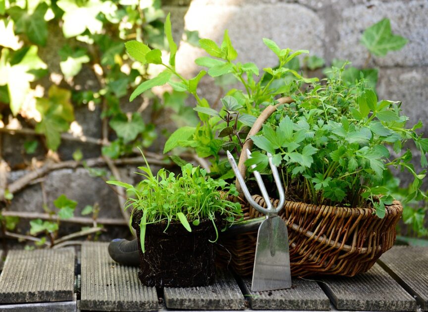 How to Grow Herbs in Pots - Best 13 Steps Beginner's Guide choose righ herb to grow in garden