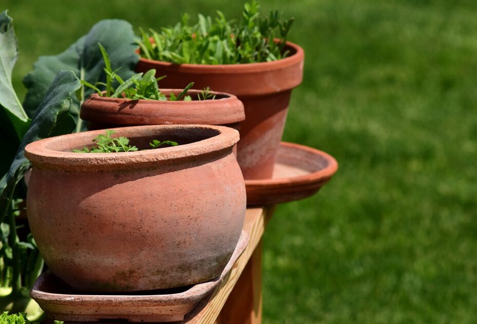 How to Grow Herbs in Pots - Best 13 Steps Beginner's Guide choose large pots that accommodate roots of herbs