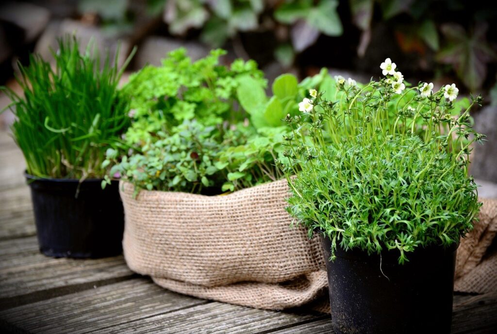 How to Grow Herbs in Pots - Best 13 Steps Beginner's Guide potted herbs in garden