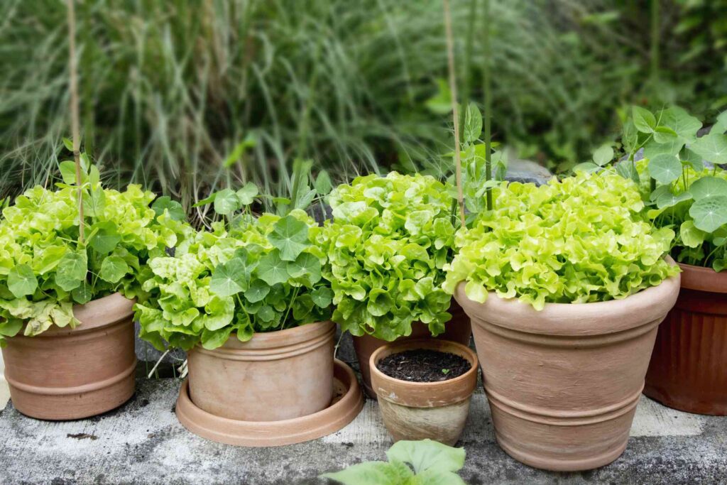 How to Grow Herbs in Pots - Best 13 Steps Beginner's Guide selecting right pot for right herb plant