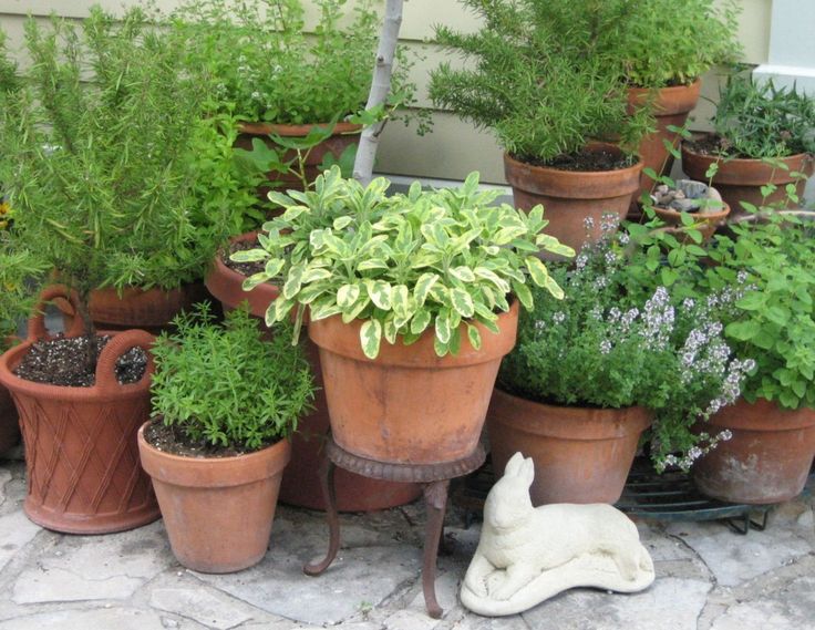 How to Grow Herbs in Pots - Best 13 Steps Beginner's Guide small pots for growing herbs in garden