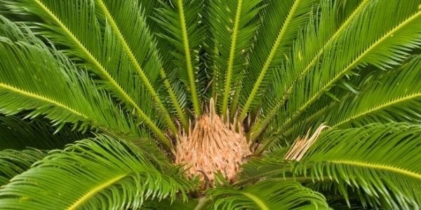 Are Cat Palms Poisonous