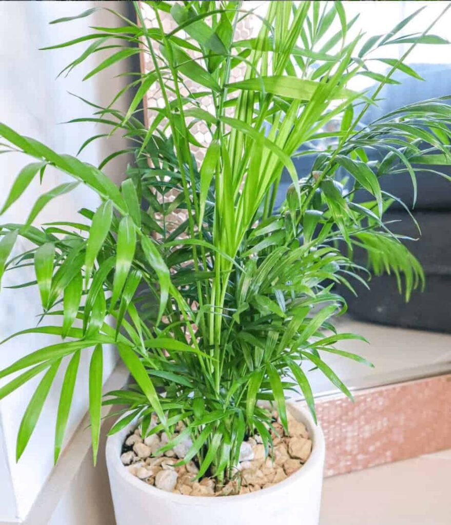 Cat Palm Care - #1 Best Growing Guide