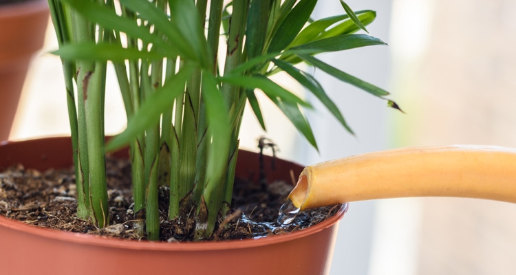 Cat Palm Troubleshooting Guide  My Garden Life fitforyard.com