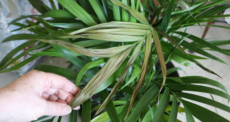 Cat Palm Troubleshooting Guide  My Garden Life
