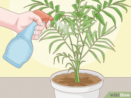 Cat Palm Watering Requirements