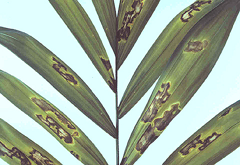 Diseases Affecting Cat Palm Growth