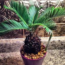 Do Cat palms clean the air