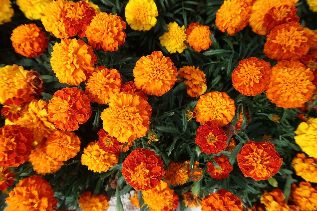 How to Grow Tagetes Marigolds power full flower 7 steps Seed, Seedlings, or Garden-Ready Plants Flowers Garden Marigold Bloom French Marigold