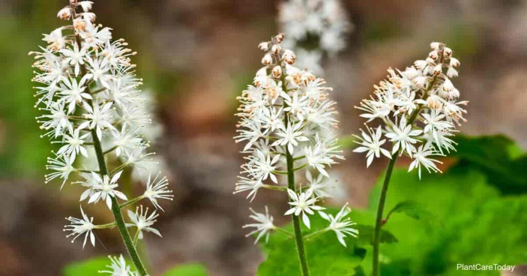Shade Loving Flowers and Plants: A Guide to the Best Ones for Your Garden or Yard Foamflower Shade Loving Flowers: A Guide to the Best Ones for Your Garden
