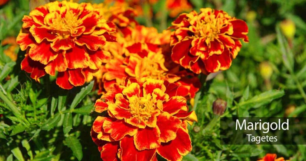How to Grow Tagetes Marigolds power full flower 7 steps Seed, Seedlings, or Garden-Ready Plants How to Grow Tagetes Marigolds power full flower 7 steps Seed, Seedlings, or Garden-Ready Plants