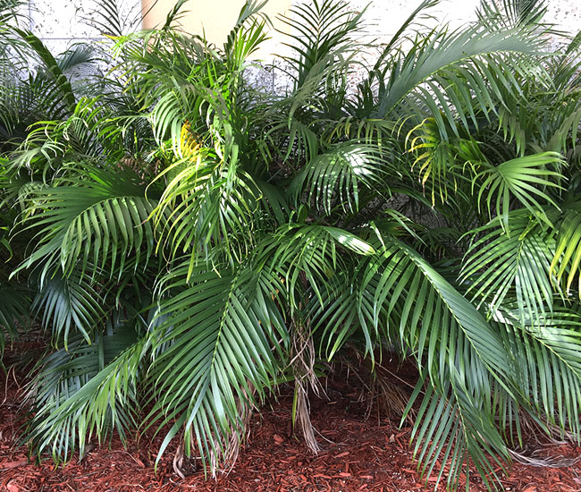 How To Grow Cat Palm Tree (Chamaedorea cataractarum)
