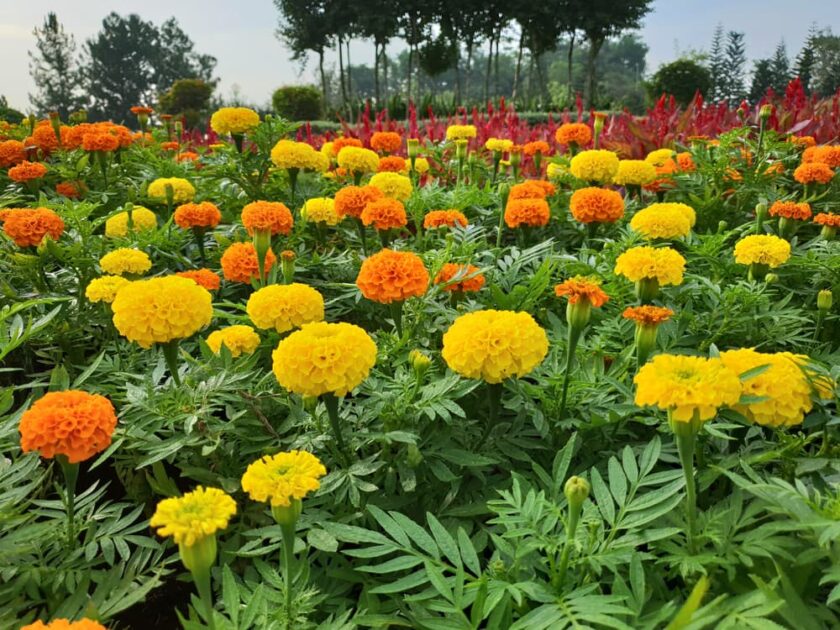 How to Grow Tagetes Marigolds power full flower 7 steps Seed, Seedlings, or Garden-Ready Plants How to Grow Tagetes Marigolds power full flower 7 steps Seed, Seedlings, or Garden-Ready Plants