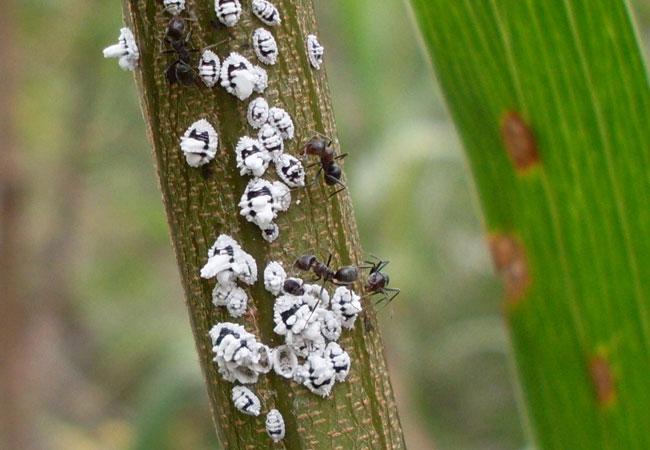 Pests That Can Affect Cat Palm Growth