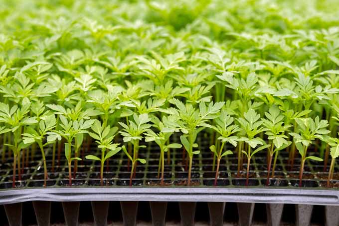 How to Grow Tagetes Marigolds power full flower 7 steps Seed, Seedlings, or Garden-Ready Plants How to Grow Tagetes Marigolds power full flower 7 steps Seed, Seedlings, or Garden-Ready Plants