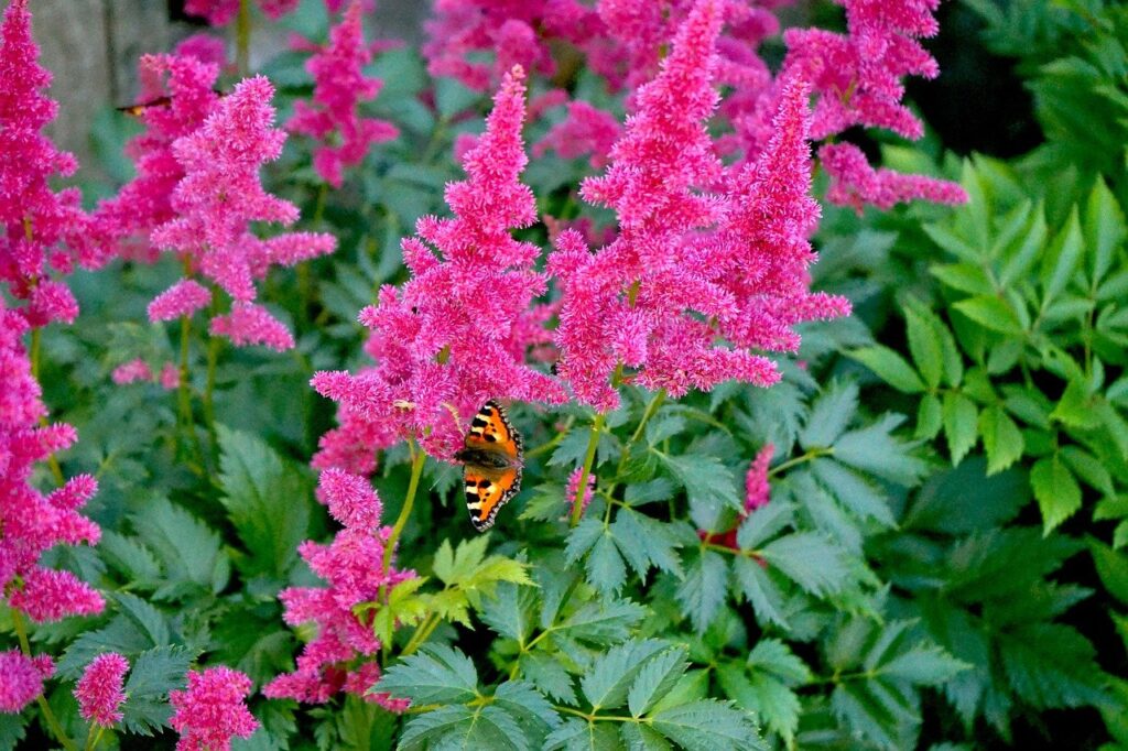 Shade Loving Flowers and Plants: A Guide to the Best Ones for Your Garden or Yard Astilbe Shade Loving Flowers: A Guide to the Best Ones for Your Garden