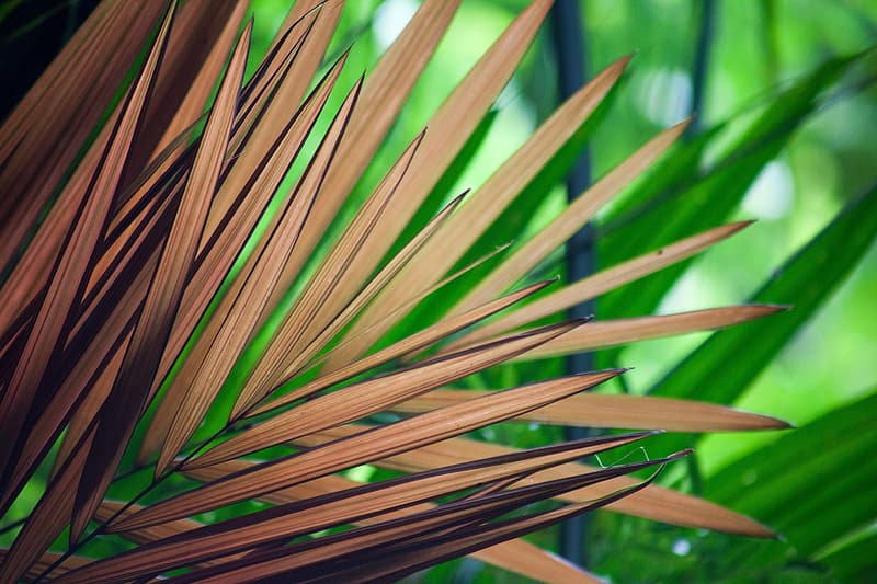 cat palm leaves turning brown