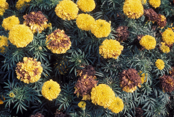 How to Grow Tagetes Marigolds power full flower 7 steps Seed, Seedlings, or Garden-Ready Plants How to Grow Tagetes Marigolds power full flower 7 steps Seed, Seedlings, or Garden-Ready Plants