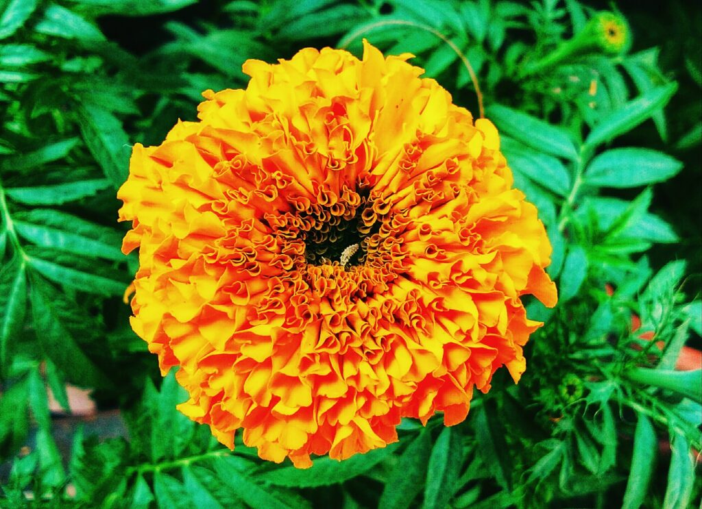how to grow tagetes marigolds how to grow tagetes marigolds