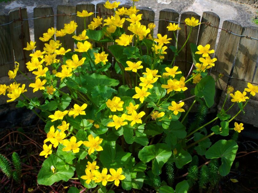 Shade Loving Flowers and Plants: A Guide to the Best Ones for Your Garden or Yard Marsh Marigold Shade Loving Flowers: A Guide to the Best Ones for Your Garden