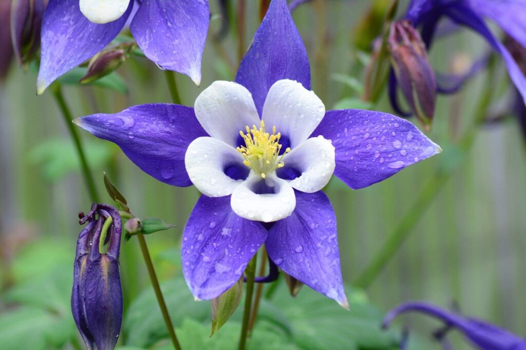 Shade Loving Flowers and Plants: A Guide to the Best Ones for Your Garden or Yard rocky mountain columbine Shade Loving Flowers: A Guide to the Best Ones for Your Garden