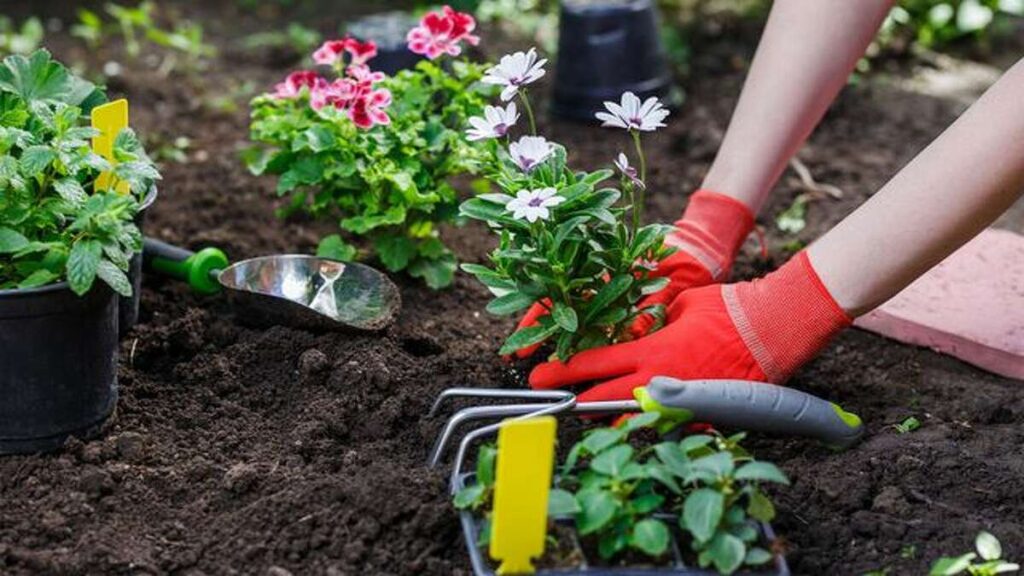 Shade Loving Flowers and Plants: A Guide to the Best Ones for Your Garden or Yard Shade Loving Flowers: A Guide to the Best Ones for Your Garden
