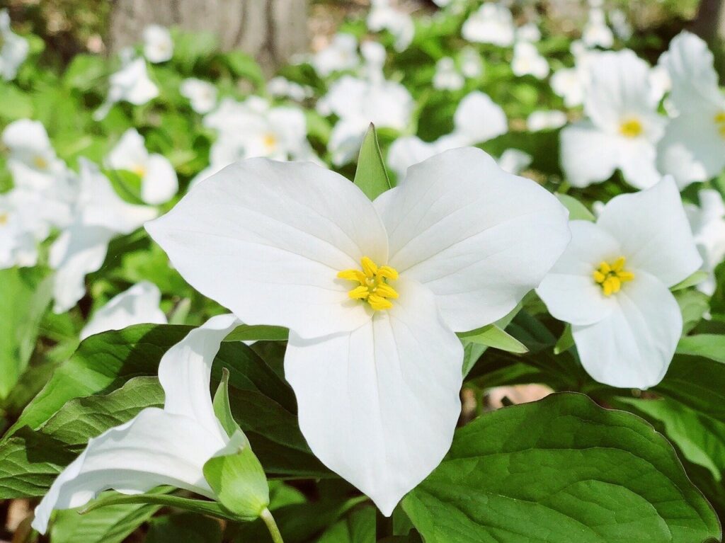 Shade Loving Flowers and Plants: A Guide to the Best Ones for Your Garden or Yard trillium Shade Loving Flowers A Guide to the Best Ones for Your Garden fitforyard backyard gardening garden plants fitforyard.com