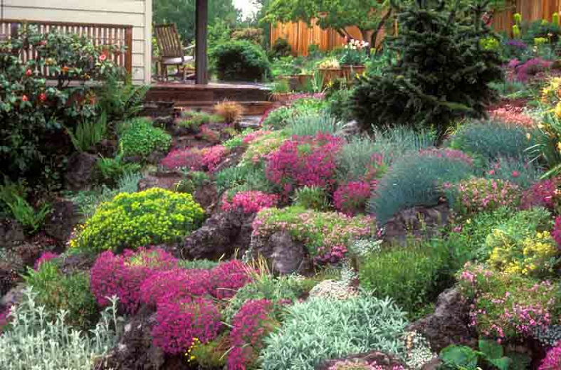 46 Modern & Small Corner Rock Garden Ideas: How to Create a Beautiful and Functional Space A Rock Garden with Alpine