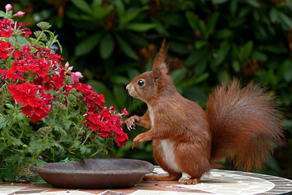 89 Facts About Squirrels - 89 FAQs & Answers About Backyard Garden Squirrels