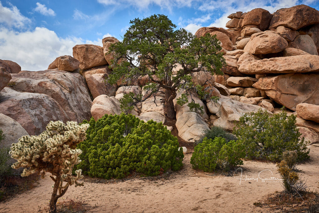 46 Modern & Small Corner Rock Garden Ideas: How to Create a Beautiful and Functional Space Desert Rock Garden