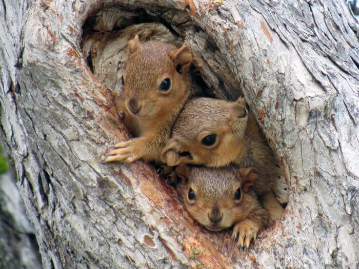 Do all squirrels live in trees