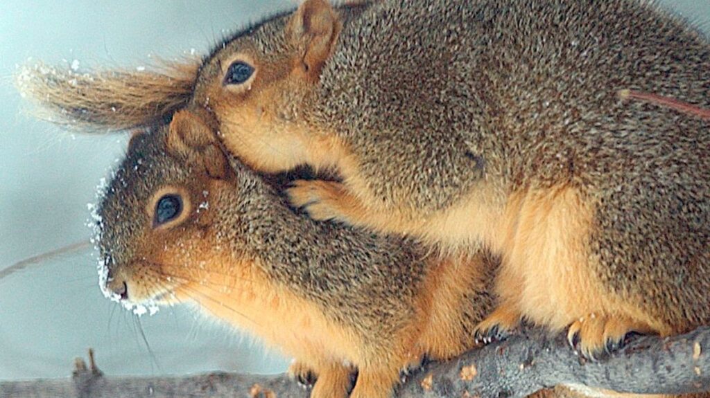 Do fox squirrels hibernate