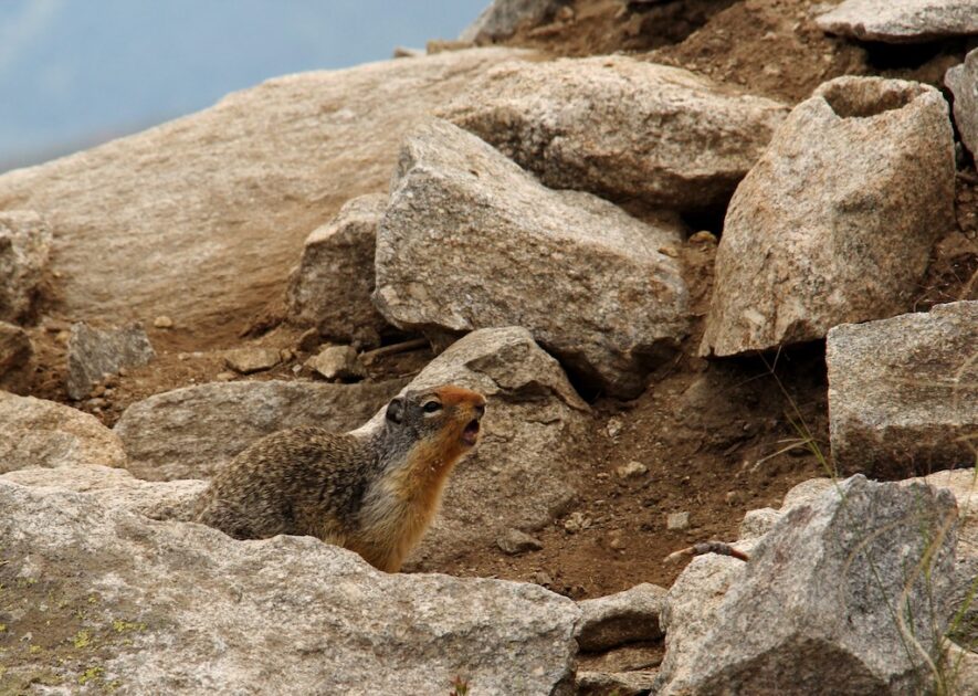 Do ground squirrels hibernate