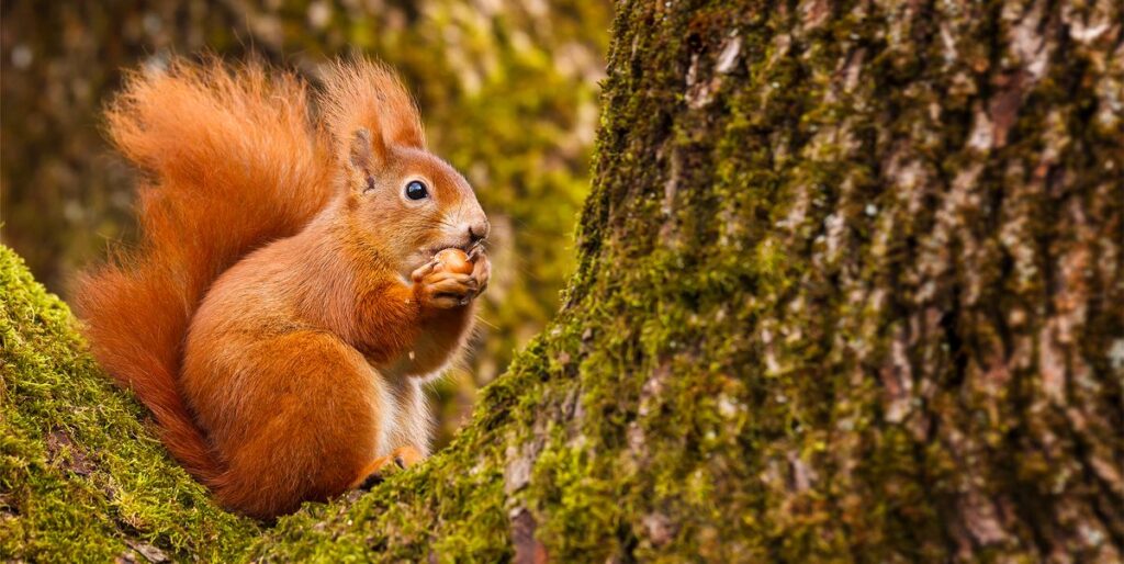 Do red squirrels hibernate
