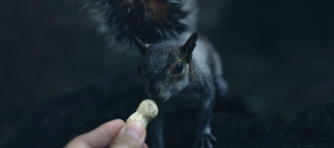 Do squirrels come out at night