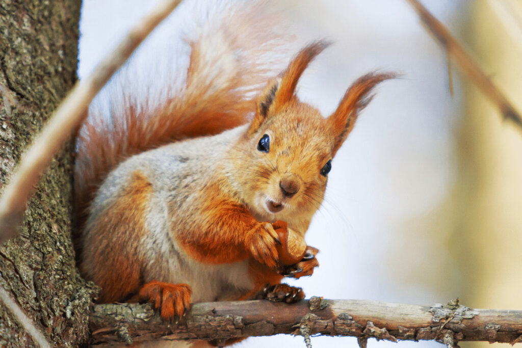 89 Facts About Squirrels - 89 FAQs & Answers About Backyard Garden Squirrels