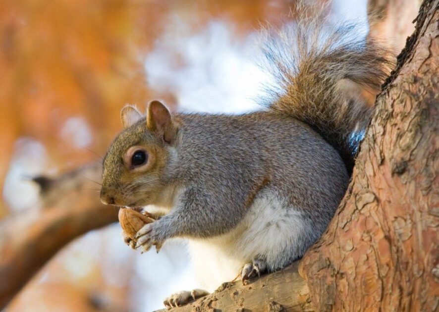 Do squirrels hibernate