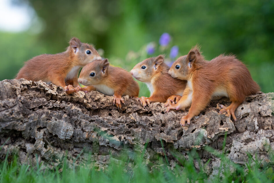 Do squirrels live in groups