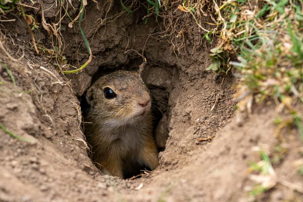 Do squirrels live underground