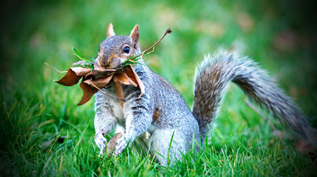 Do squirrels stay in the same place