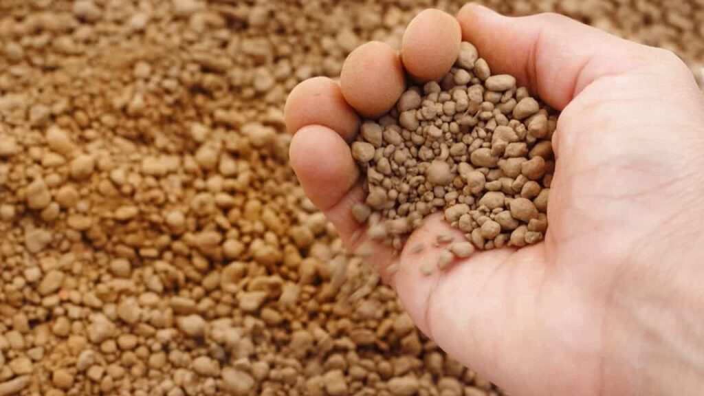 Fertilizers to grow Majesty Palm Tree