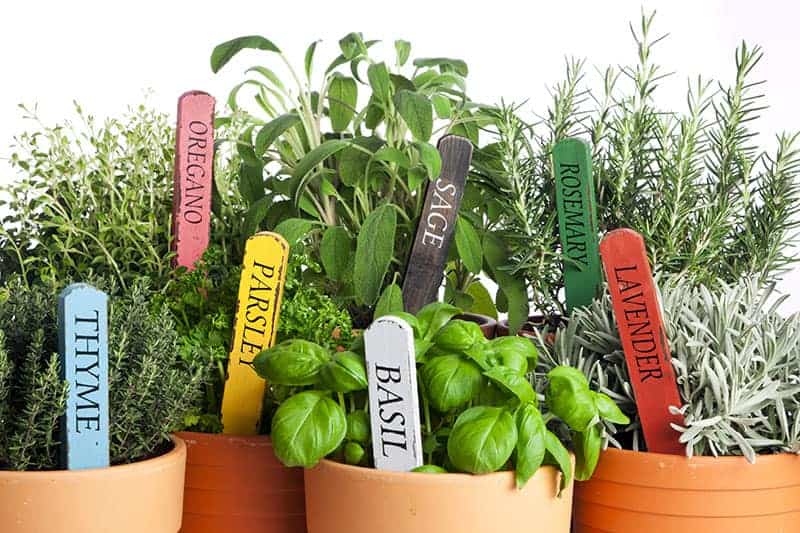 27 Herb Garden Ideas for Every Space: Indoor, Outdoor, and Patio Ideas Herb Garden Ideas For Storing Herbs In Vases