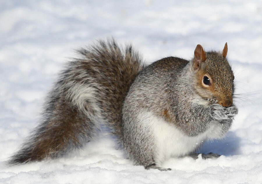 How cold can squirrels survive