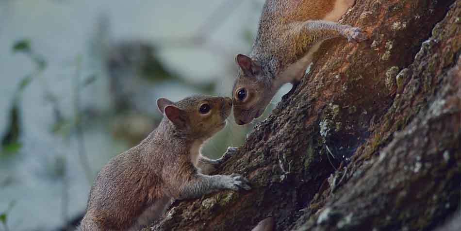 How do squirrels come out at night