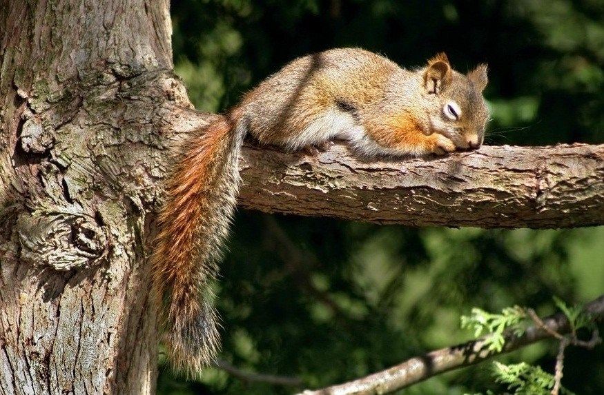 How do squirrels sleep
