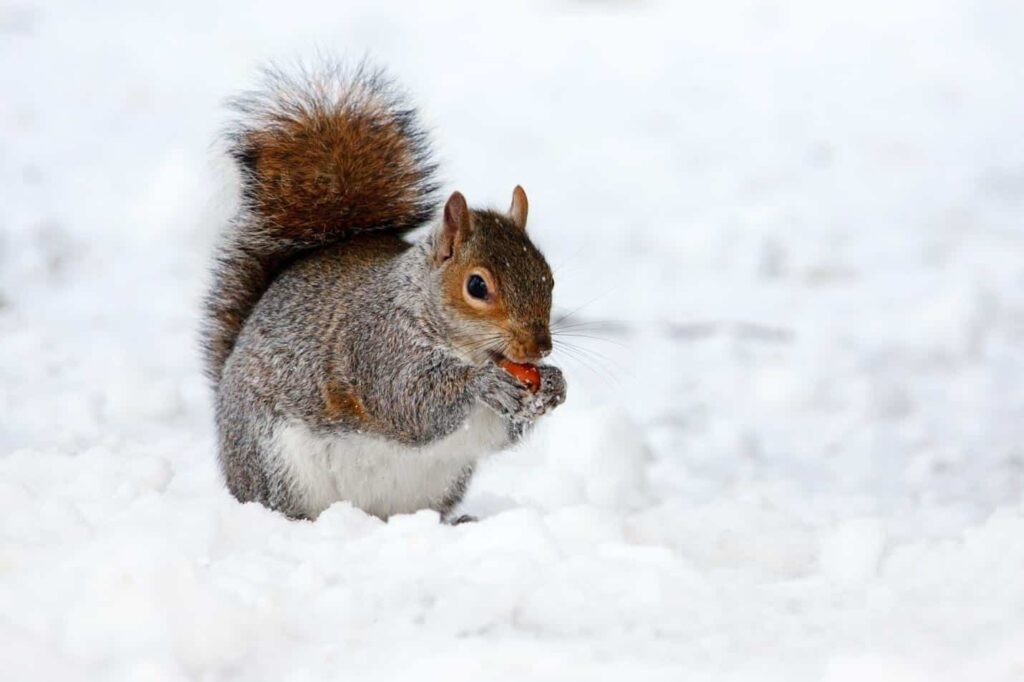 How do squirrels stay warm in winter